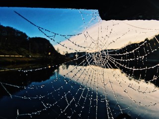 frozen spiderweb