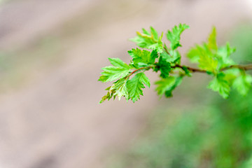 Wall Mural - Green leaves on a branch-close-up. Beautiful summer background.