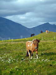 Canvas Print - Island-Ponys