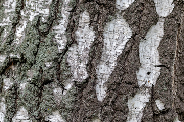 Texture of an old birch trunk.