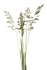 Wall Mural - Wild grass isolated on white