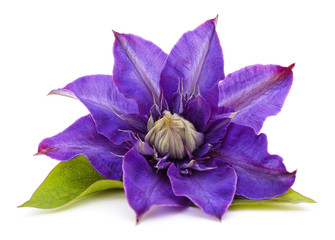 Canvas Print - Blue clematis flower.