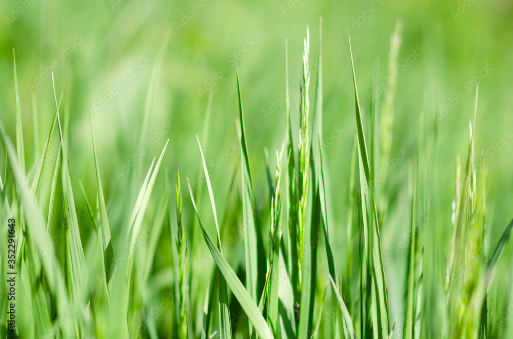 wiosenna zielona trawa na łące z małą głębią ostrości - obrazy, fototapety, plakaty 