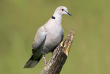Eurasian Collared Dove (Streptopelia Decaocto) Perched On A Branch On Green Natural Background