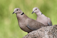 Close-up Of Two Eurasian Collared Doves Or Ring-necked Doves (Streptopelia Decaocto) On A Rock In Green Nature