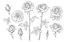 Big Set Of Rose Flowers, Buds, Leaves And Stems In Engraving Style. Hand Drawn Vector Illustration