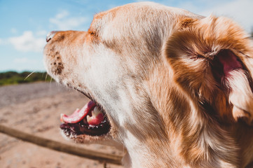 The dog catches the wind with its mouth. The Labrador barks