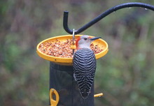 A Red-bellied Woodpecker Eating Seeds On The Bird Feeder