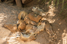 A Company Of Meerkats Sleeping On Sand In One Heap After Dinner In The Shade At The Zoo. Lazy Meerkats Lie On Top Of Each Other