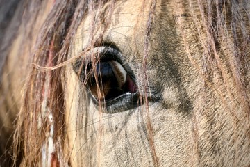 eye a brown horse