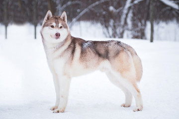 Wall Mural - Husky dog (male) stands in the snow