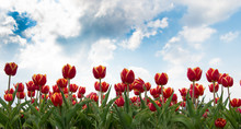 Taking Care Of The Flowers. Red Vibrant Flowers. Beauty Of Nature. Enjoy Seasonal Blossom. Red Flowers In Field. Landscape Of Netherlands Tulips. Natural Beauty Decoration. Red Spring Tulip Field