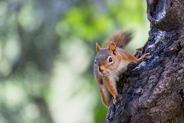Wall Mural - A Northern Red-Squirrel on a tree