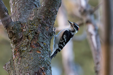 Sticker - A male downy woodpecker on a tree