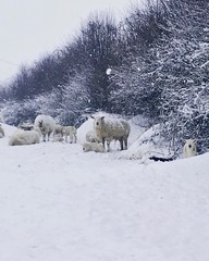 Sheep in a field full of snow