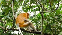 Female Proboscis Monkey In The Wild, Sitting On Tree, Eating Leaves And Looking Around At Bako National Park, Borneo. Wild Nature Stock Footage.