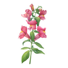 Сloseup Of The Pink Dragon Flower (known As Antirrhinum, Snapdragon Or Water Crowfoots) With Green Leaves. Watercolor Hand Drawn Painting Illustration Isolated On White Background.