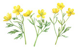 Set of the yellow flower meadow buttercup (known as Ranunculus acris, sitfast, spearworts or water crowfoots). Watercolor hand drawn painting illustration isolated on white background