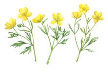 Set Of The Yellow Flower Meadow Buttercup (known As Ranunculus Acris, Sitfast, Spearworts Or Water Crowfoots). Watercolor Hand Drawn Painting Illustration Isolated On White Background