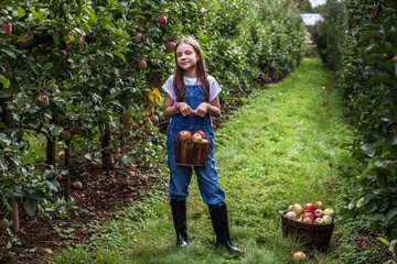 yang girl with basket full of ripe apples in a garden or farm near trees.