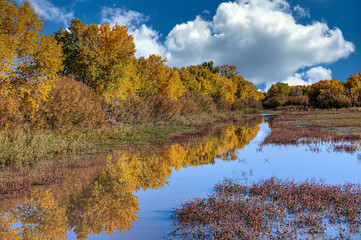 Wall Mural - Bosque Del Apache Water Channels and Foliage in Fall