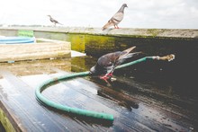 Pigeons Perching On Wet Wooden Passage By Faucet