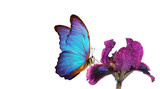 Fototapeta Motyle - bright blue morpho butterfly on a purple iris flower in water drops isolated on white. copy space