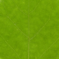 Poster - Green leaf texture