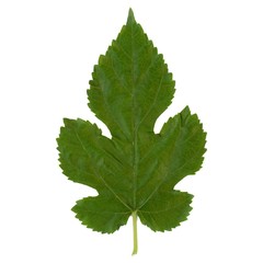 Poster - white mulberry tree (Morus alba) leaf isolated over white