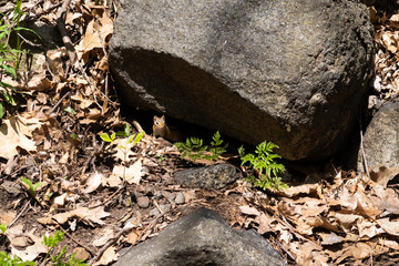 Wall Mural - Wild tamias in mount royal park forest, surrounded by rocks and dead leaves, Canada