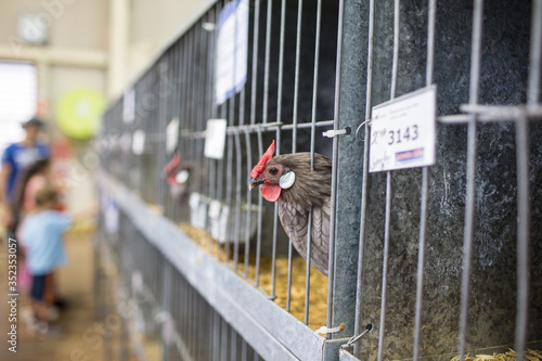 Fotografía Hens In Cages In Farmhouse