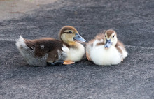 Two Baby Muscovy Ducklings With Brown, White, And Gray Feathers Are Sitting Together On A Gray Concrete Sidewalk.