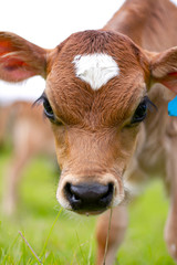 A young calf surrounded by lush green pastures. A scene from an organic beef and dairy farm in rural New Zealand. 