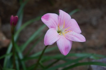 pink and white flower