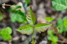 Poison Ivy Leaves In Springtime