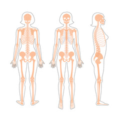 Sticker - Woman skeleton anatomy