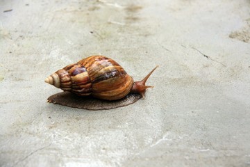 A big snail crawl on the floor 