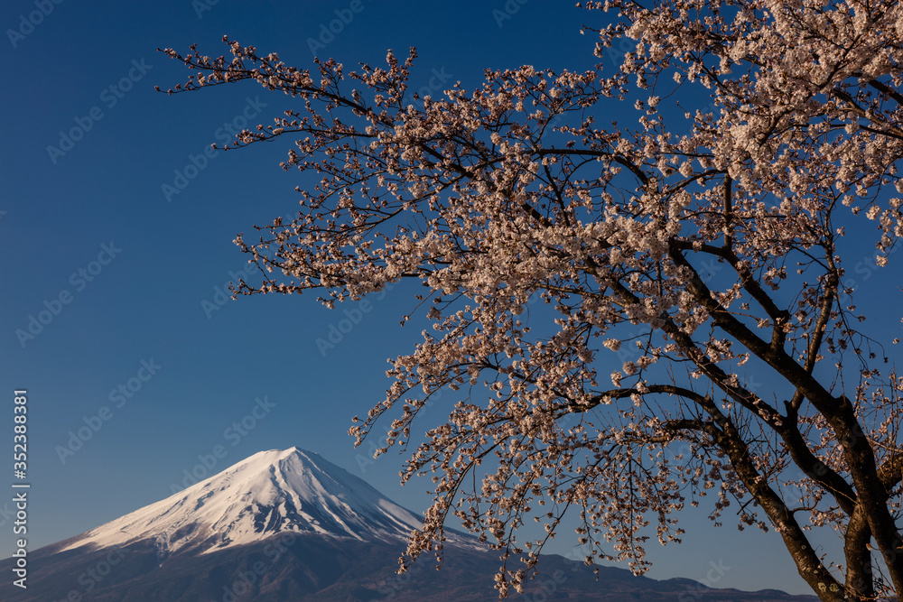 桜と富士山 Wall Mural Wallpaper Murals Wallsheaven Jc H