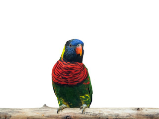 Wall Mural - Close up Coconut Lorikeet Perched on Branch Isolated on White Background with Clipping Path