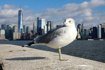 New York Seagull