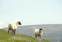 White And Black Sheep With Yorkshire Dales Vista In The Background