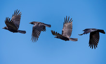 Flying Sequence Of A Isolated Crow Against A Blue Clear Sky 