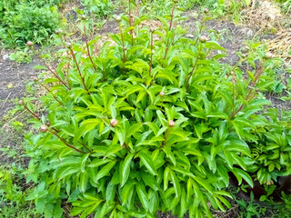 green grass in the garden