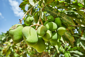 Poster - Beautiful and fresh green unripe mangoes on a branch in the summer against the blue sky