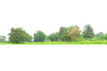 View of a High definition Treeline isolated on a white background