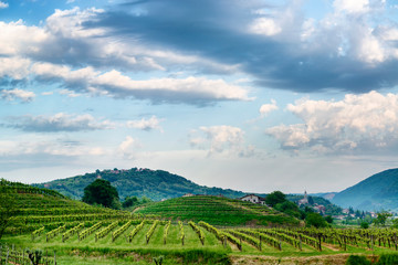 Wall Mural - Spring vineyard in the south of Slovenia