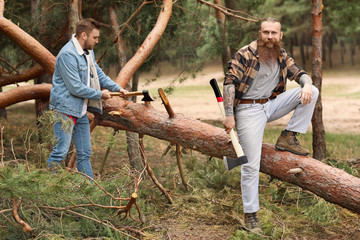 Sticker - Handsome lumberjacks cutting down trees in forest