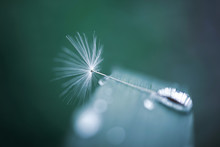 Dandelion Seed On A Blade Of Grass With Water Drops. Copyspace. Detailed Macro Photo. Abstract Spectacular Image.