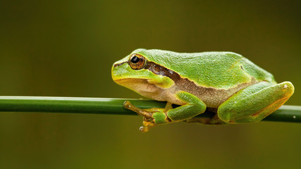 Small european tree frog, hyla arborea, sitting on green grass blade in summer. Little wild animal with wet skin using fingers to stand and balance on small piece of vegetation in nature.