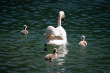 View From Behind On Mama Swan With Her Children On Green Wavy Lake